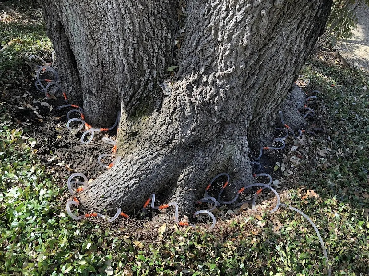 Detailed Tree Cabling and Bracing job site in Tidioute